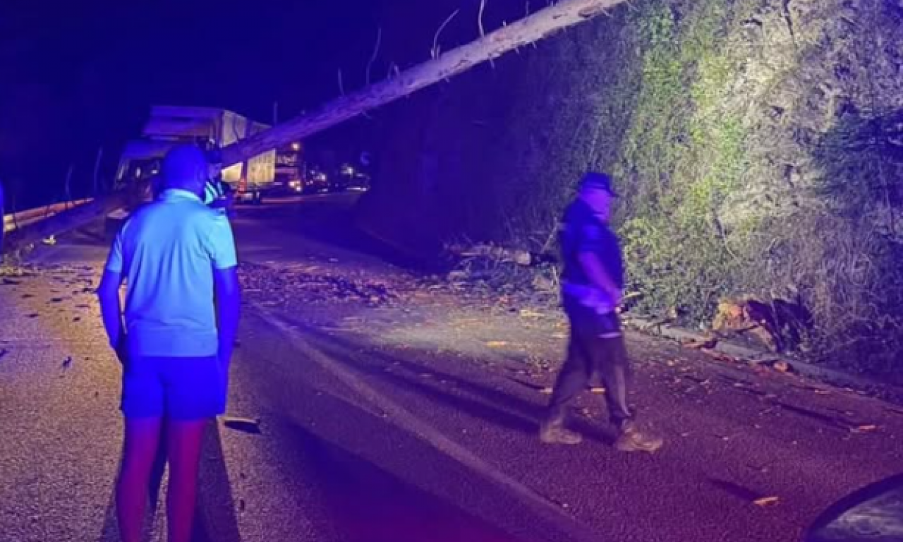 PALO DRVO NA PUT KOD KOKINOG BRODA: Saobraćaj obustavljen, policija odmah stigla (FOTO)