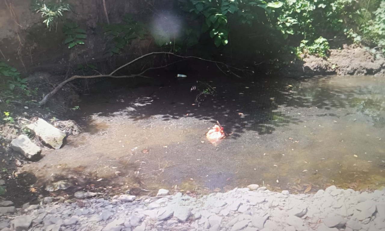 MUČIO I DAVIO ŠTENCE, ZLOČIN SNIMAO I DELIO NA MREŽAMA Uhapšen monstrum u Mionici (FOTO)