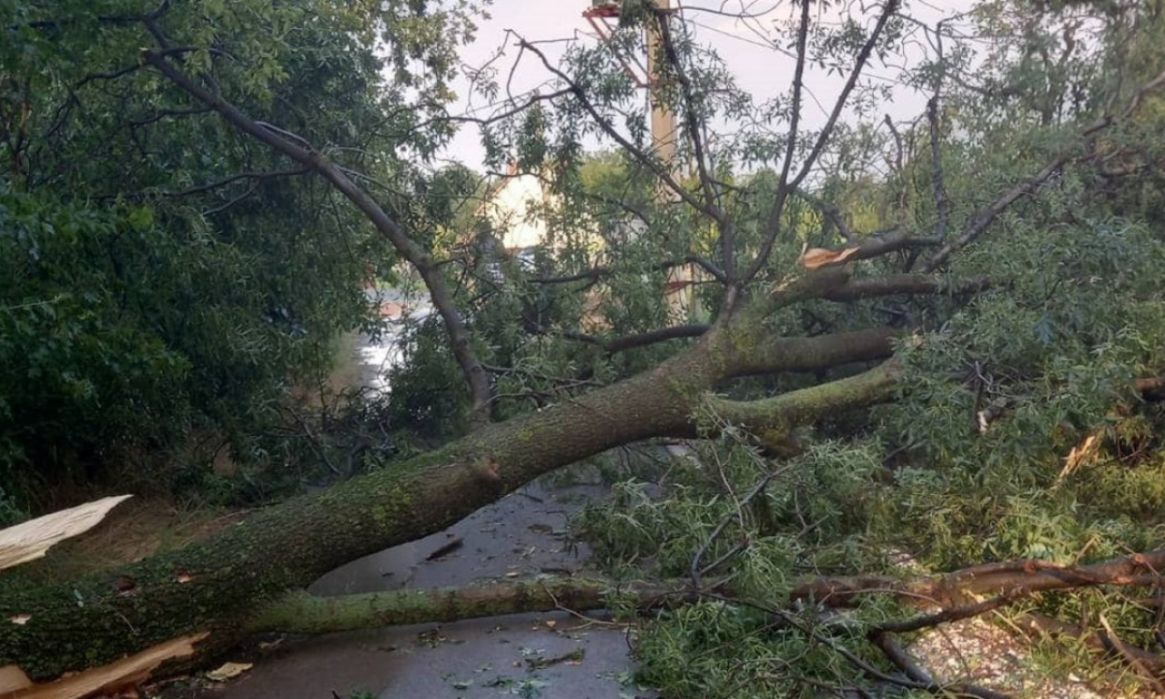 JAKA OLUJA POGODILA ČAČAK! Vetar čupa drveće iz korena - saobraćaj na ovoj deonici blokiran (FOTO)