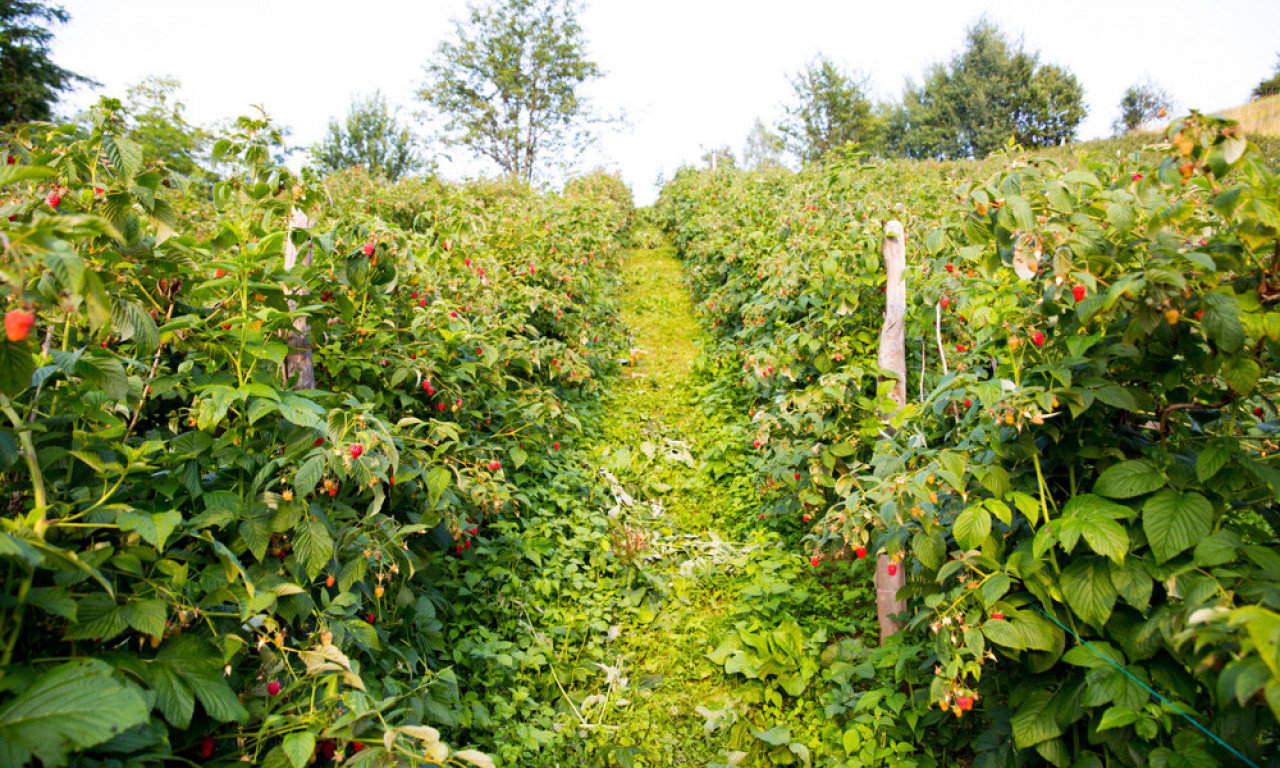 ODRŽAVANJE MALINJAKA NAKON BERBE Kako pripremiti biljke za narednu sezonu?