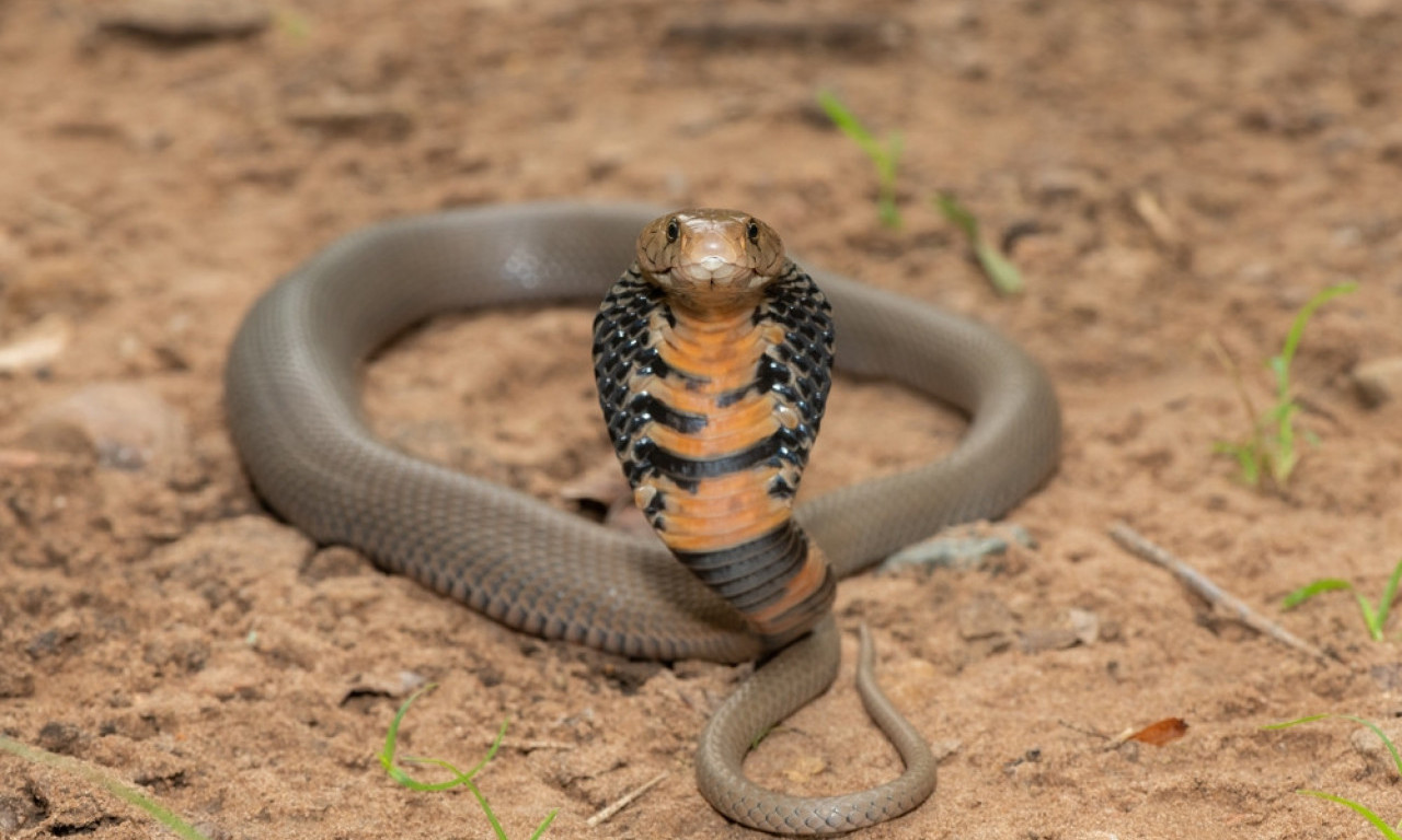 DEČAK (2) UGRIZAO KOBRU I UBIO JE Nezapamćeni slučaj trese svet (FOTO)