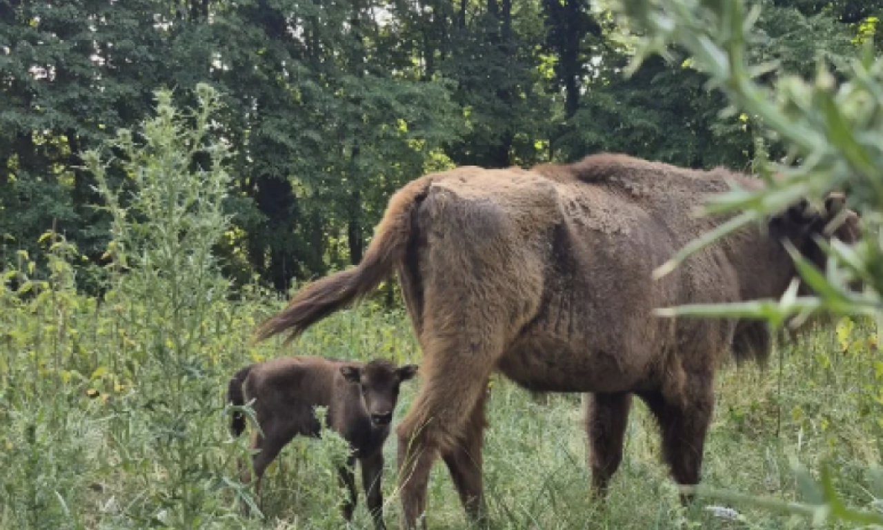 OVO JE NEŠTO NAJSLAĐE ŠTO ĆETE VIDETI DANAS! Pogledajte najlepši prizor sa Fruške gore koji je raznežio Srbiju (FOTO)