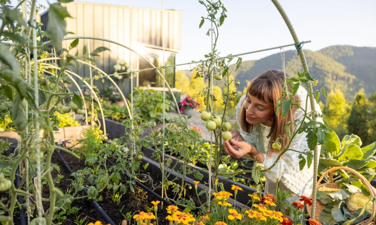 SAKURA ČERI PARADAJZ - KAKO SE GAJI U PLASTENICIMA Sladak, otporan i rađa kao lud – do 5 kg po stablu!