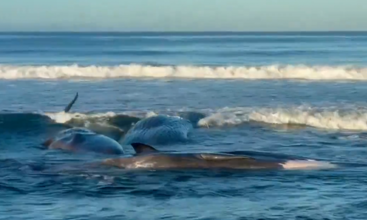 ŠOK PRIZOR! KITOVI NA OBALI POSLE ZEMLJOTRESA Cunami pravi haos - potresno je za gledanje (VIDEO)
