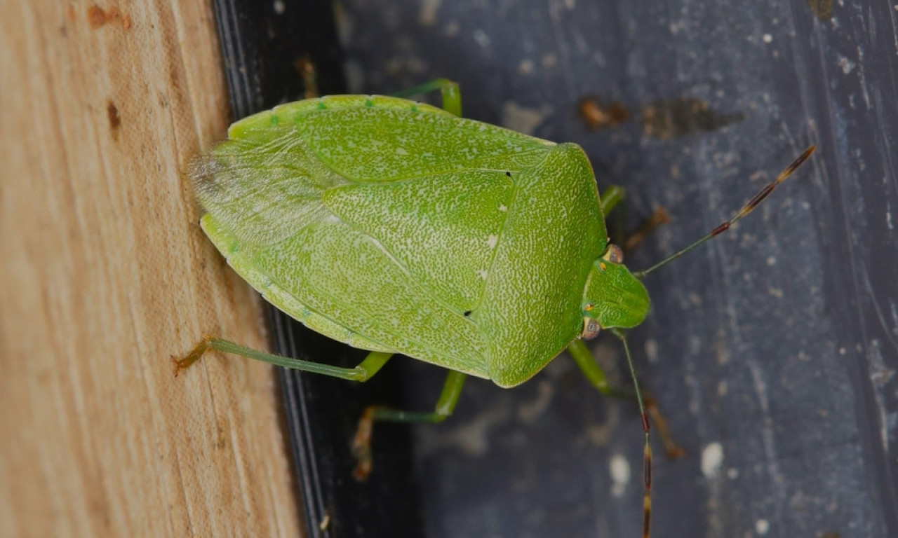 REŠITE SE SMRDIBUBA JEDNOM ZA SVAGDA Ove 4 metode stvarno deluju - ne bacajte pare na svašta