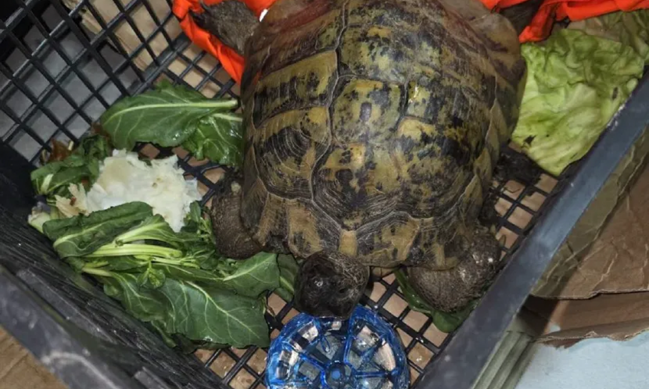 CARINICI NA KELEBIJI SPREČILI KRIJUMČARENJE ZAŠTIĆENE VRSTE Skrivali je u gepeku