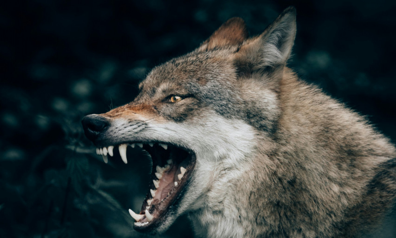 VUK NAPAO DETE I ODVUKAO GA U ŠUMU Građani ga terali štapovima, nemoćna majka sve gledala