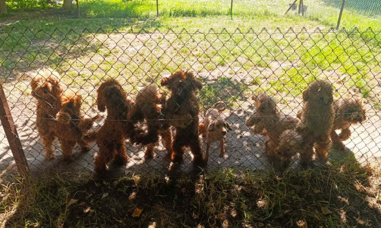 PRESEČEN LANAC ORGANIZOVANE NELEGALNE TRGOVINE Bavio se odgajanjem pasa, prodajom i ne samo to (FOTO)