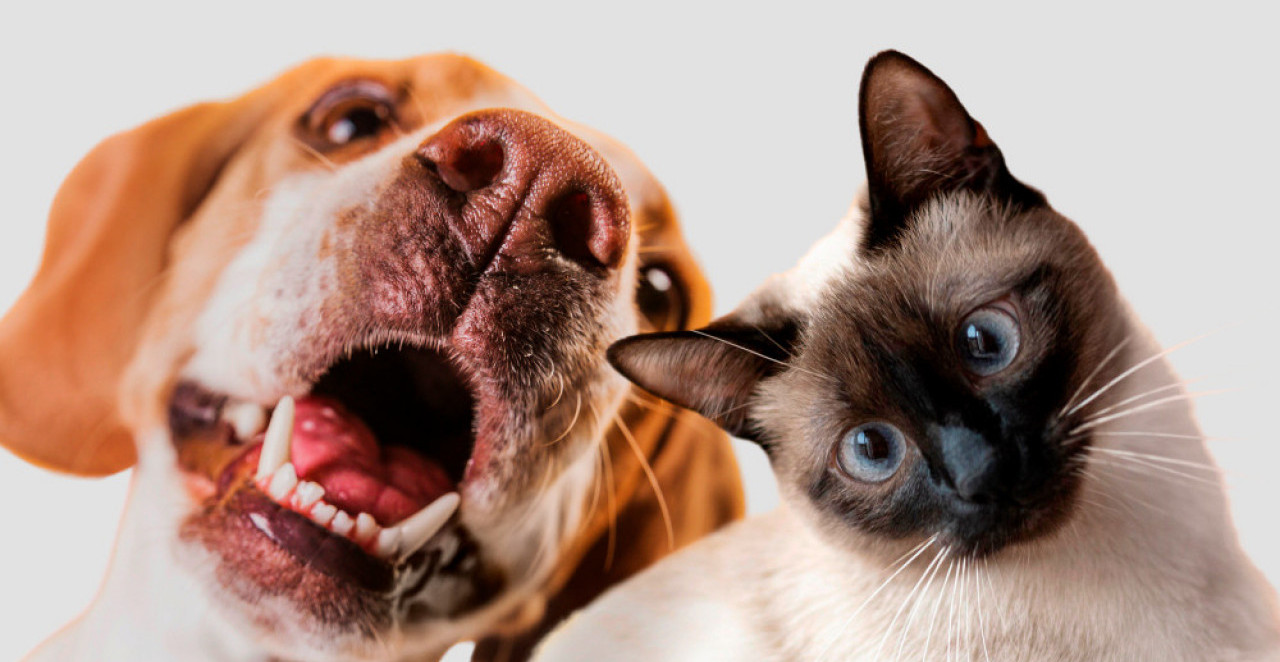 KO JE SREĆNIJI – LJUBITELJI PASA ILI MAČAKA? Nauka konačno ima odgovor!