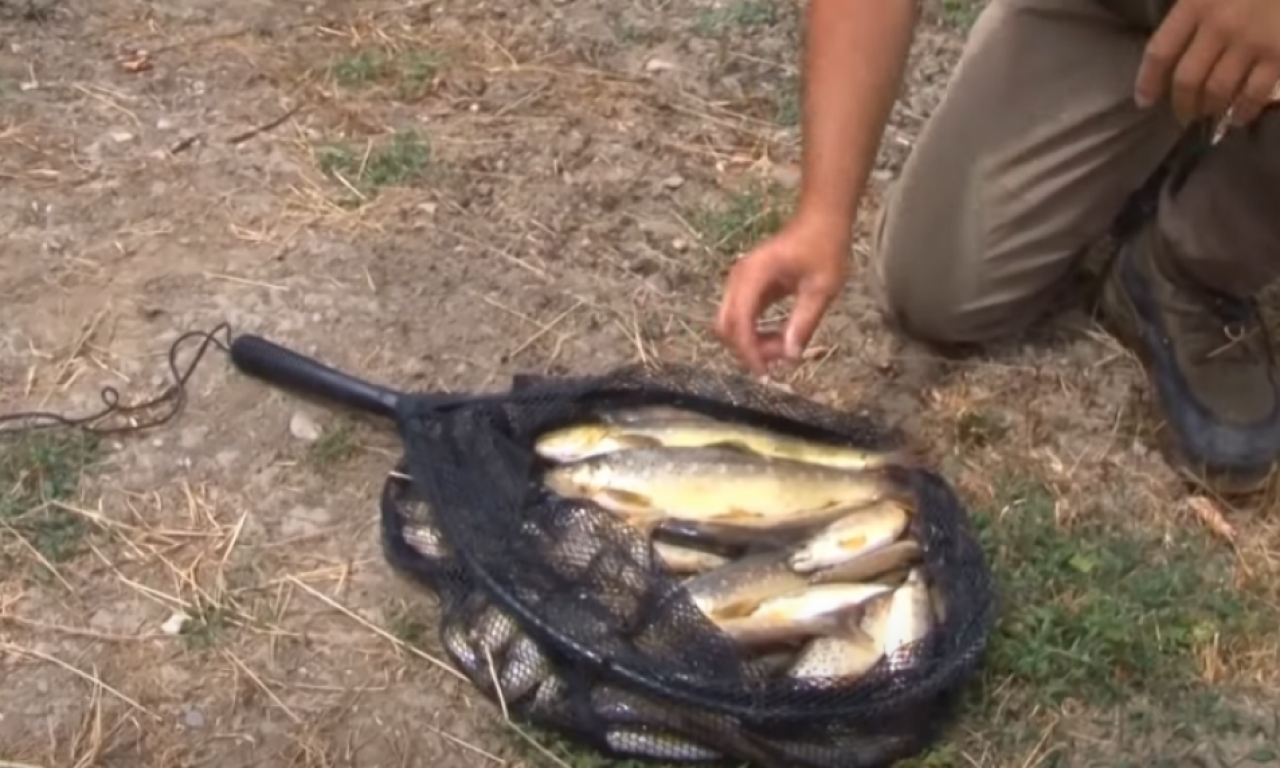 PODNETA KRIVIČNA PRIJAVA ZBOG POMORA RIBE U RAŠKI Evo zašto se osumnjičeni tereti (FOTO)