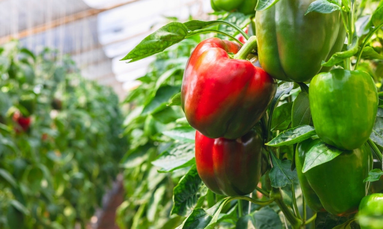 KADA PAPRIKA SIJA, ZNAJTE DA JE ZDRAVA Evo šta da uradite da vam plod bude prvoklasan pre berbe!