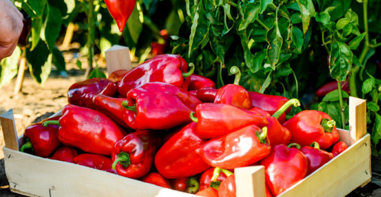 NE KUPUJTE PAPRIKU IZ SEVERNE MAKEDONIJE! Sadrži štetnu supstancu, može biti veoma opasna za ljude