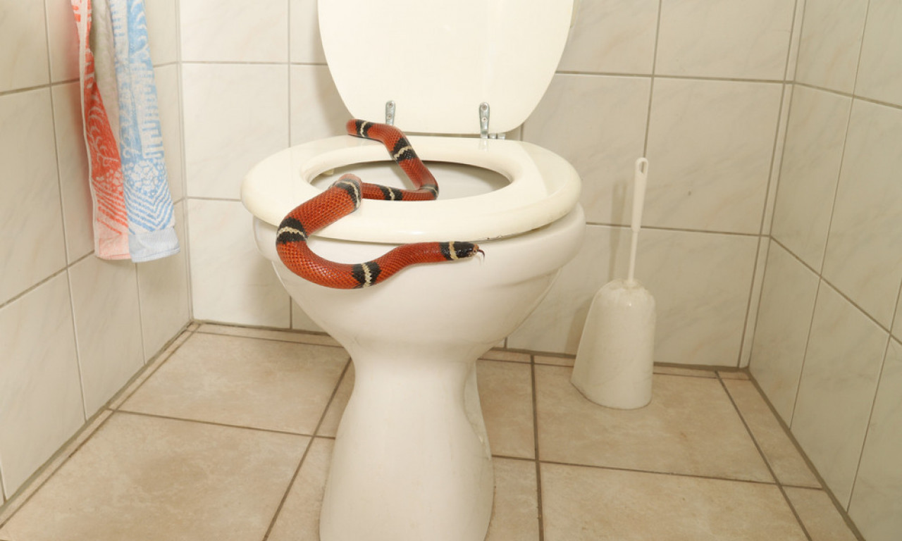 NEOBIČAN MIRIS U KUĆI? Ovo može biti znak da vam se zmija zavukla u kuću!