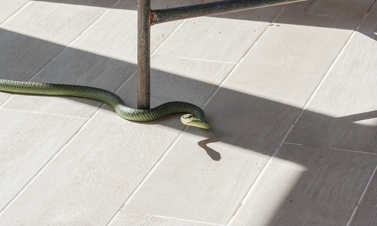 DRAMA U LIONSKOM RESTORANU: Zmija duga više od 1,5 metara pobegla iz terarijuma