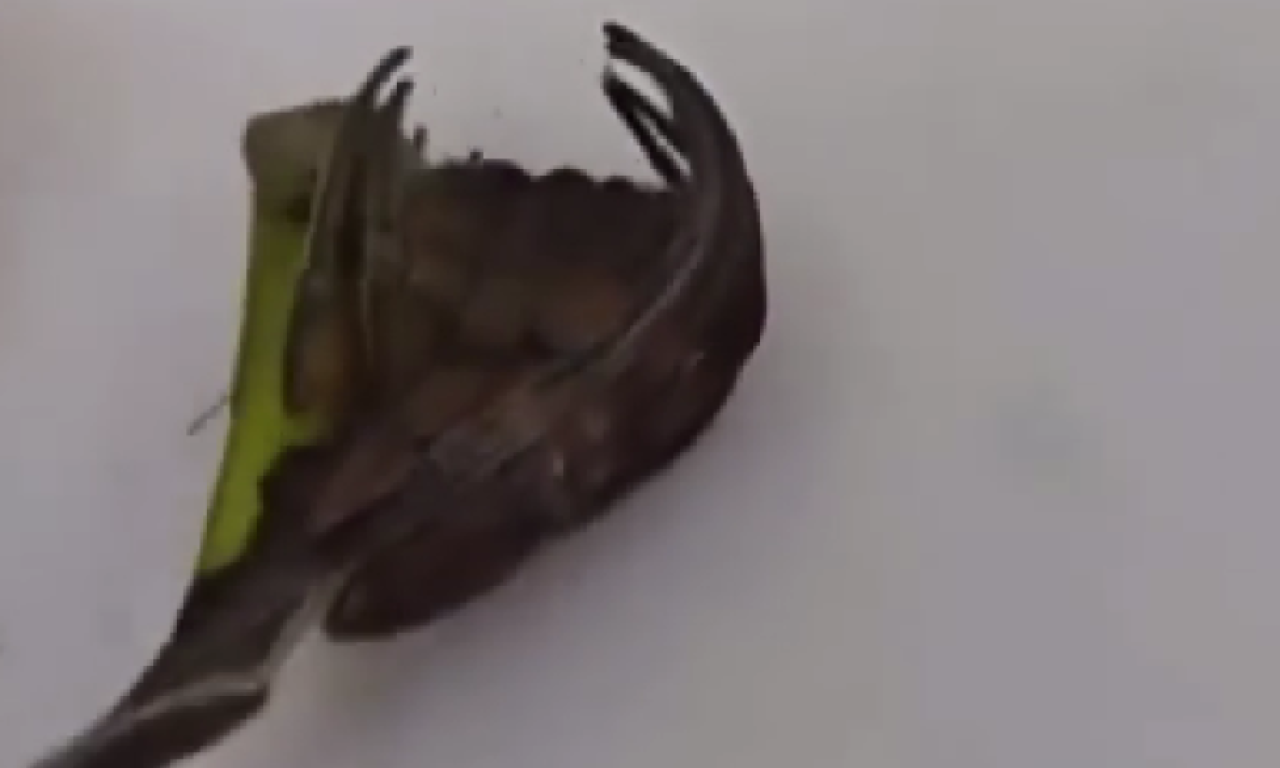 BIĆE KOJE JE UPLAŠILO ČAK I NAUČNIKE U ruku uzmete "list", a on krene da se pomera! (VIDEO)