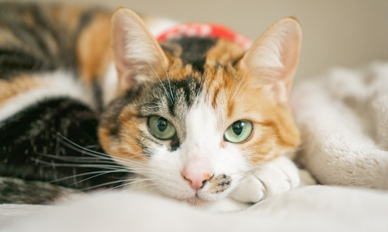 LEPE, RETKE I POSVE SVOJE Zašto su kaliko mačke posebne – i pomalo posesivne