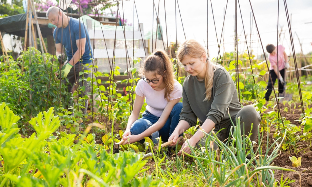 AVGUST U BAŠTI Šta treba da se obere, posadi i zaštiti ovog meseca