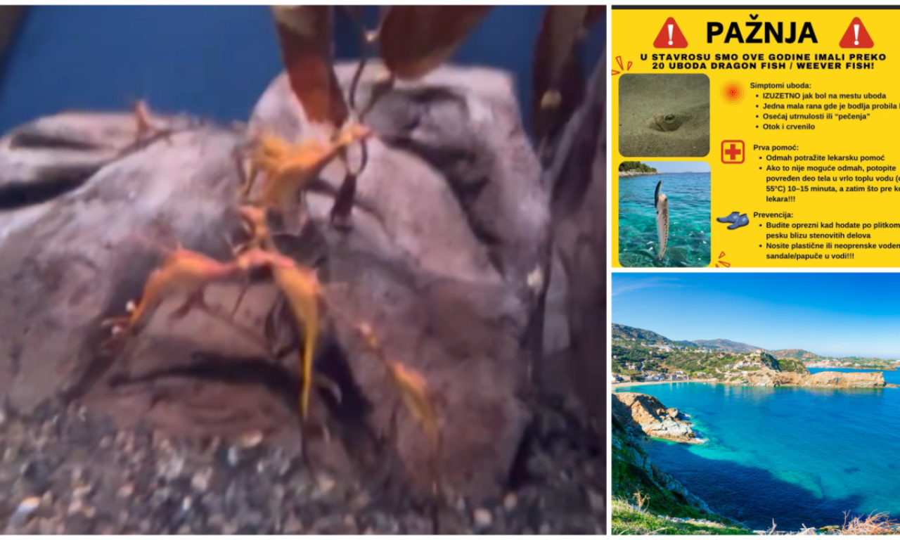 OTROVNA RIBA UBADA REDOM U OMILJENOM GRČKOM LETOVALIŠTU! Od nje možete imati nesnosne bolove, evo kako izgleda
