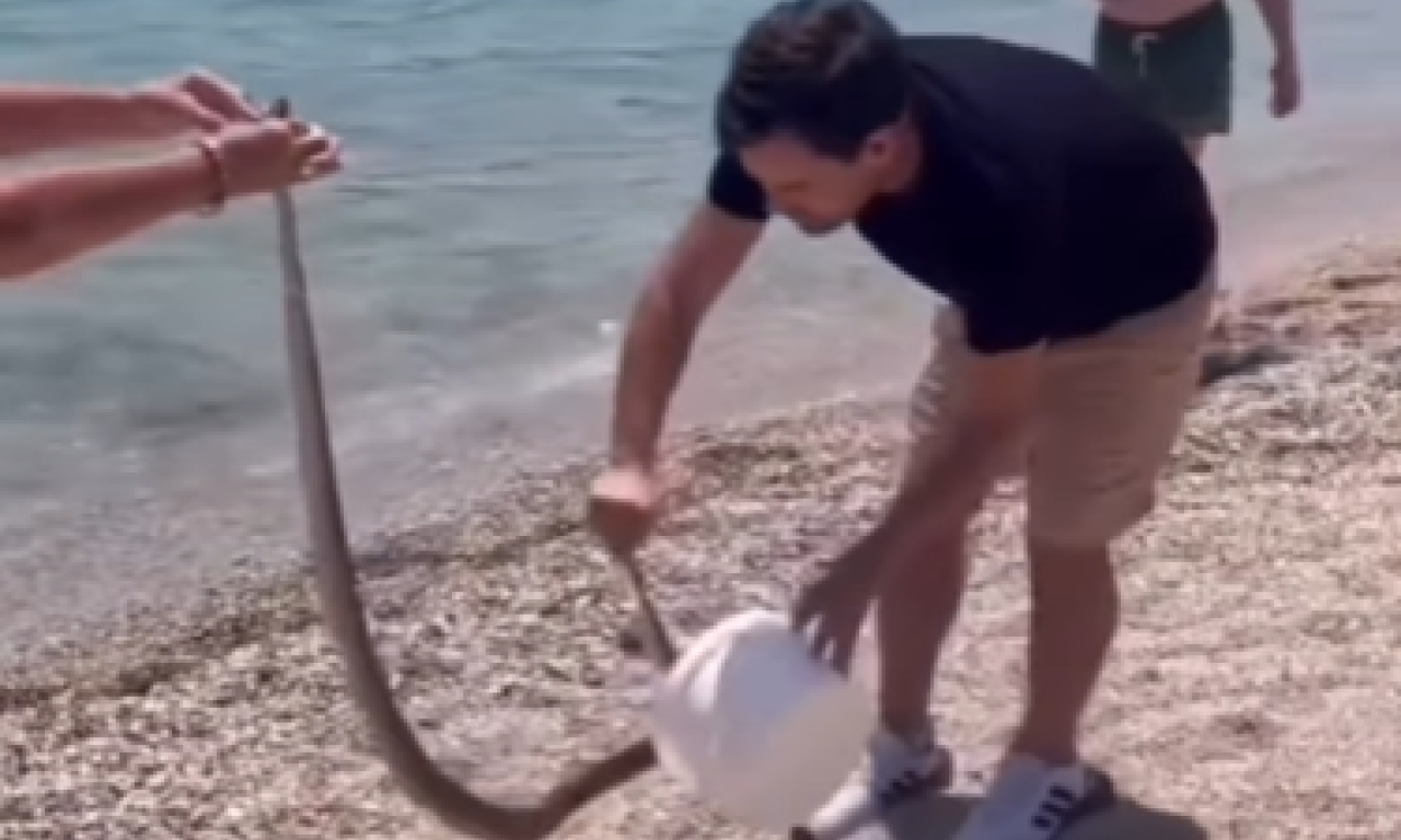 TURISTI NA LEFKADI U PLIĆAKU ZATEKLI OGROMNU ZMIJU: Letovanje se pretvorilo u košmar, evo kako su se spasili (VIDEO)