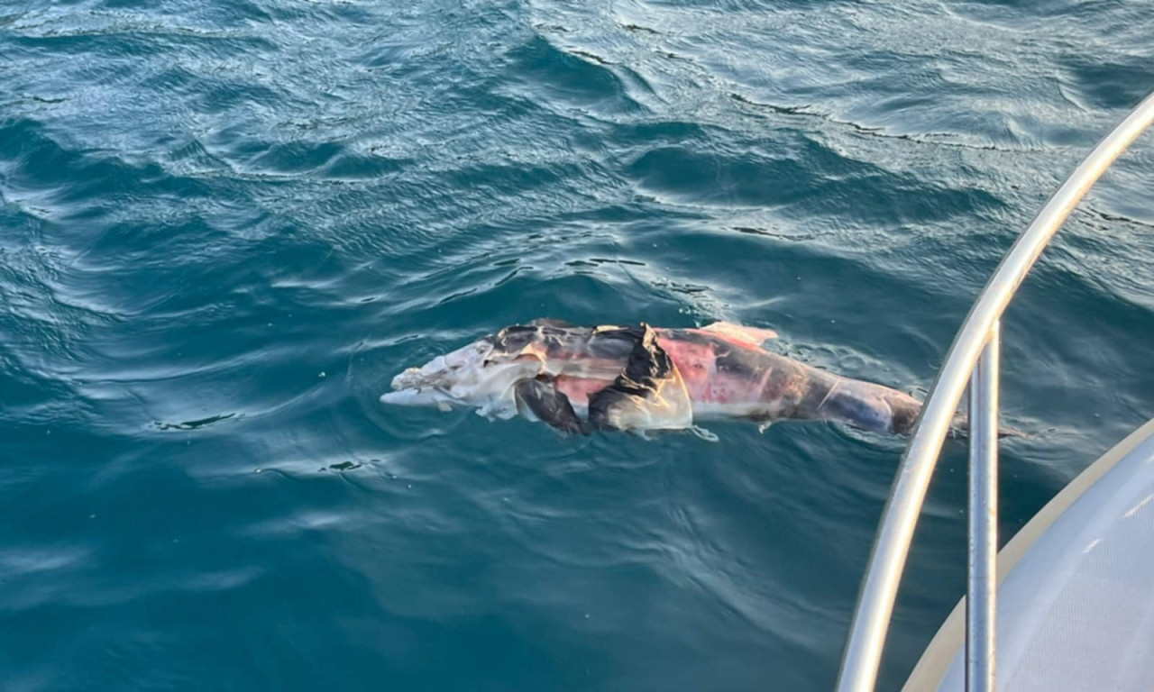 JEZIVE SLIKE STRADALOG DELFINA KOD PELJEŠCA Sumnja se da je ovako lišen života (FOTO)