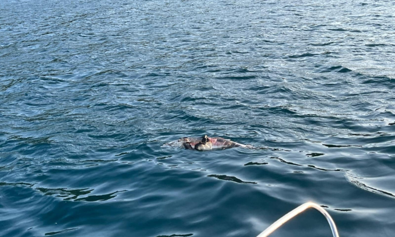 JEZA! JOŠ JEDAN MRTAV DELFIN PRONAĐEN! Šta se to dešava u Jadranskom moru?