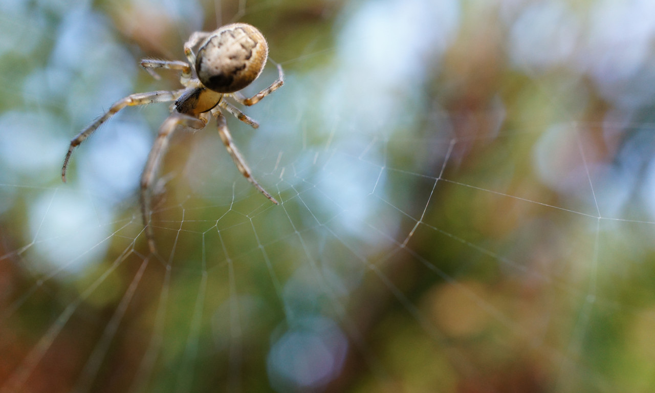 PRIRODNI NAČINI DA OTERATE PAUKOVE IZ KUĆE Koristite ove metode i neće vam se više gnezditi po ćoškovima!