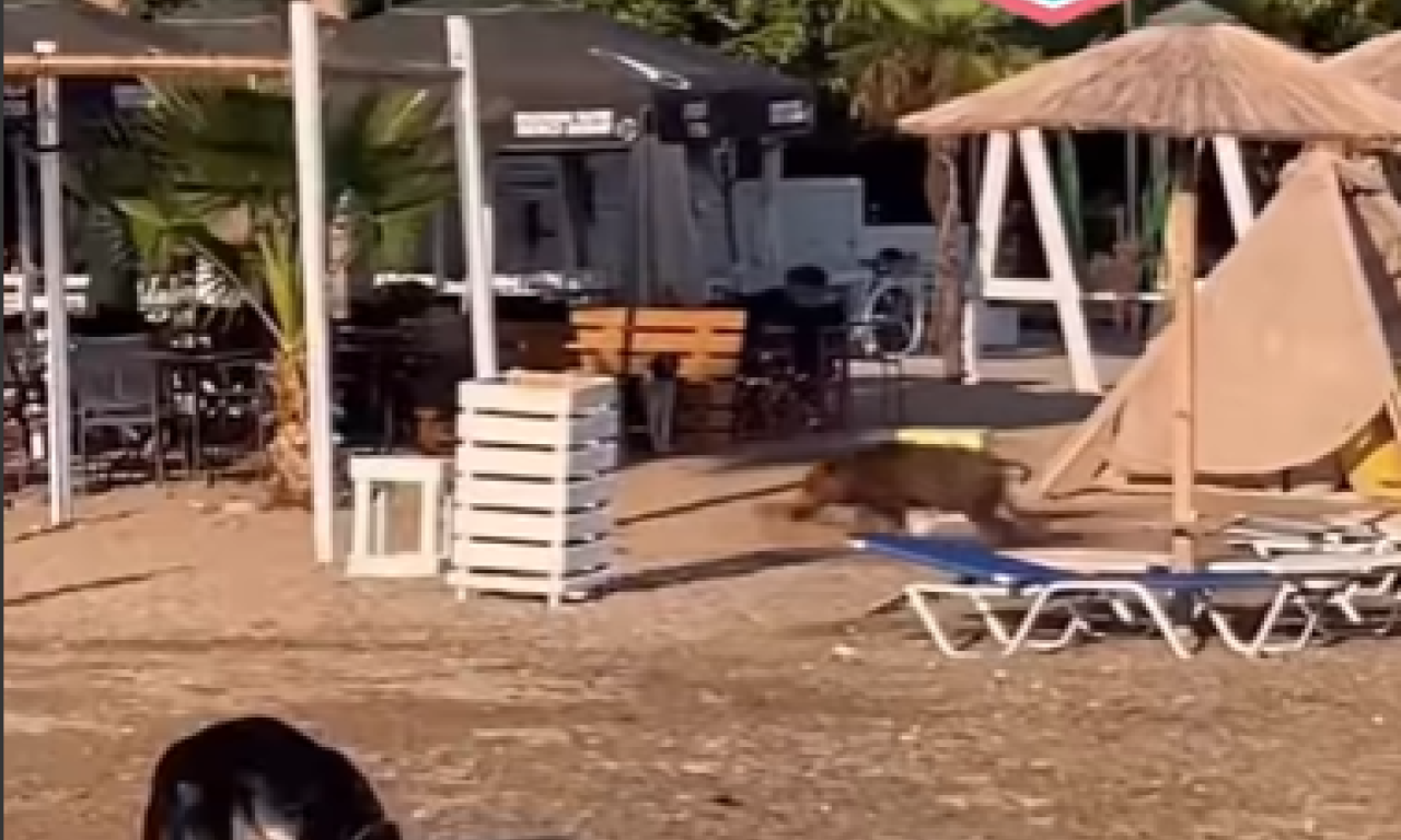 DIVLJA SVINJA NA PLAŽI U GRČKOJ: Turisti u šoku, neki se i smeju: "Mora da je iz Beograda" (VIDEO)