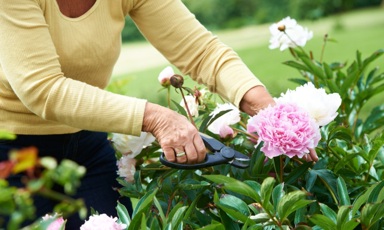 POSADITE SADA, PA NA PROLEĆE DA BUJA Koje cveće vredi zasaditi u avgustu da zablista dogodine?