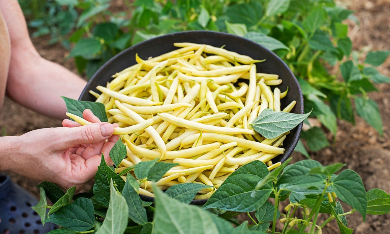 BORANIJE POSLE KIŠE IMA "KAO PLEVE" Poslušajte narodni savet kako da je sada sačuvate pa slasno jedete i preko zime