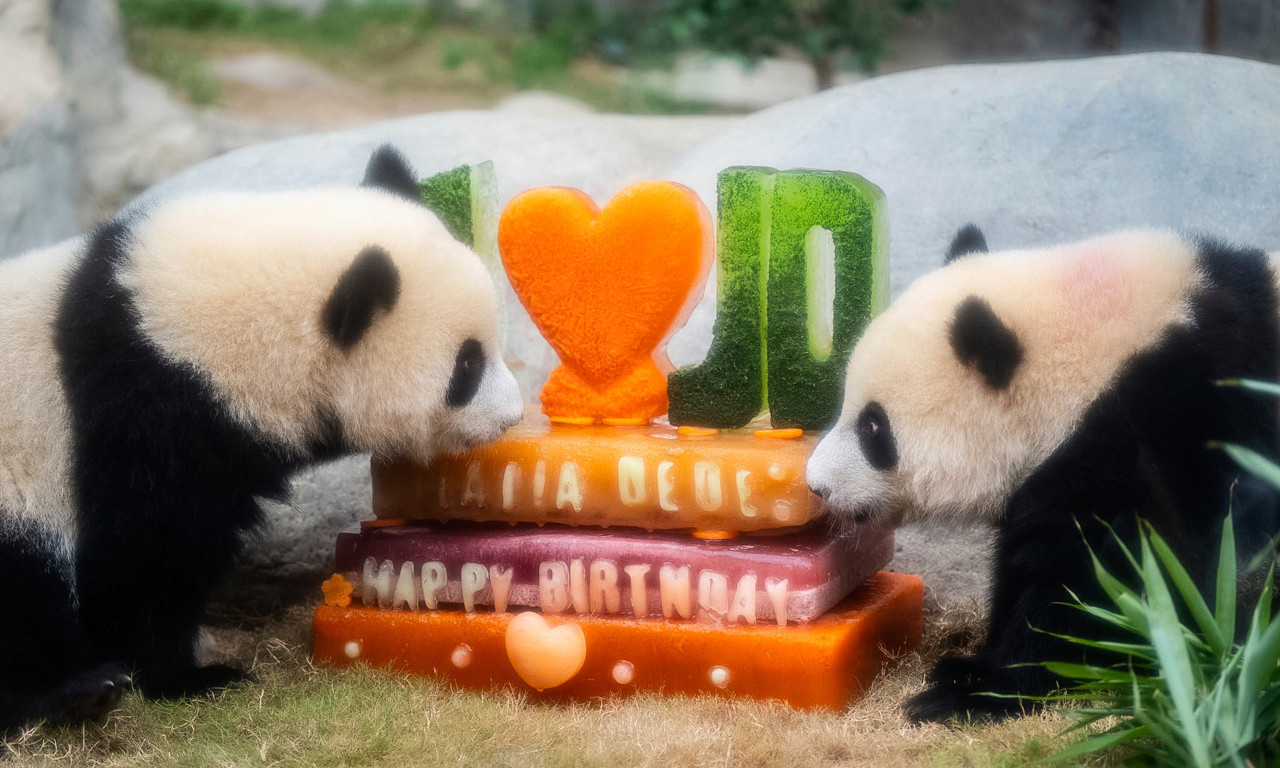 SREĆAN ROĐENDAN, JIA JIA I DE DE! Prve svećice najslađih pandi na svetu!