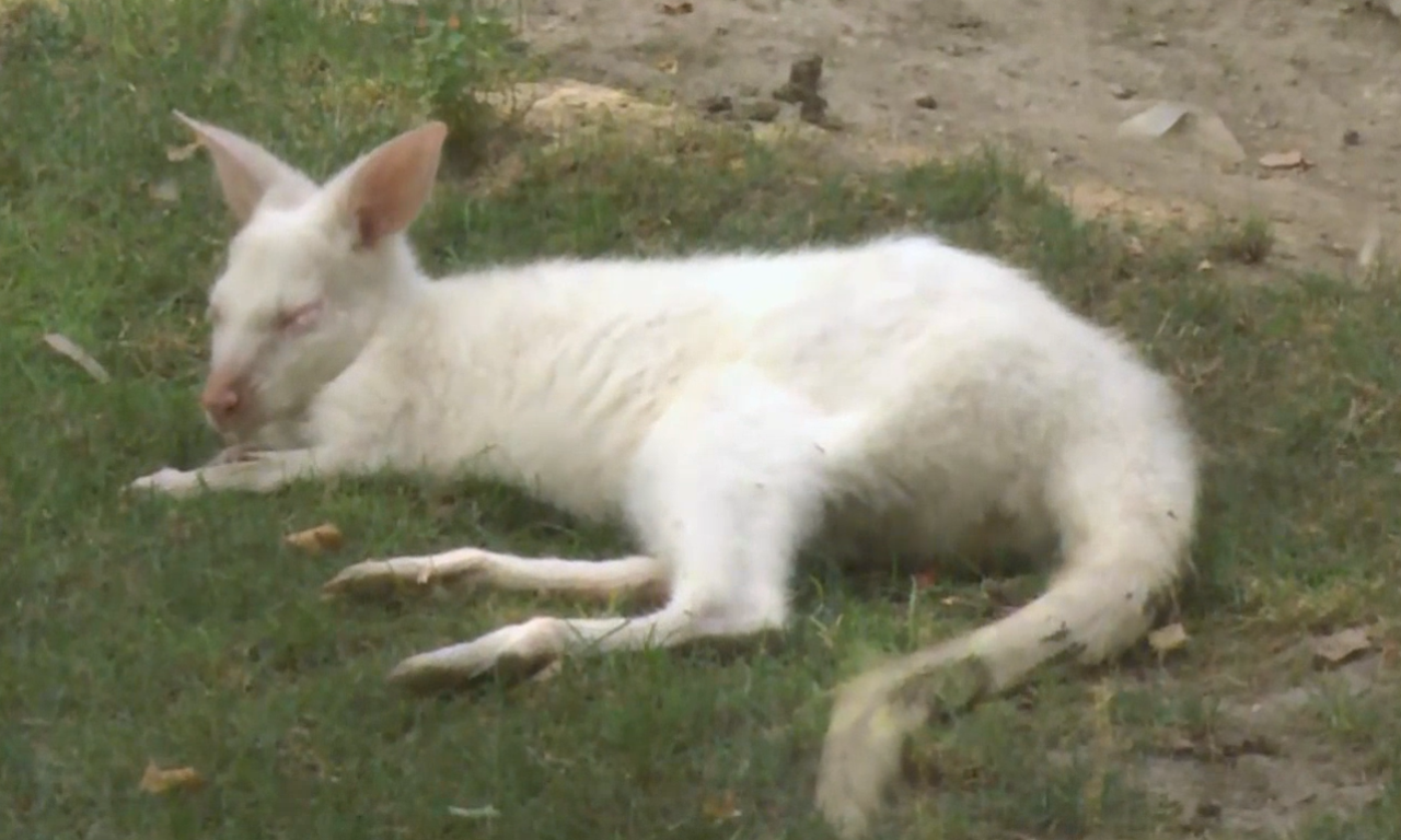 OVO JE NEŠTO NAJSLAĐE ŠTO ĆETE VIDETI DANAS! Pogledajte najlepši snimak iz ZOO vrta koji je raznežio celu Srbiju (VIDEO)