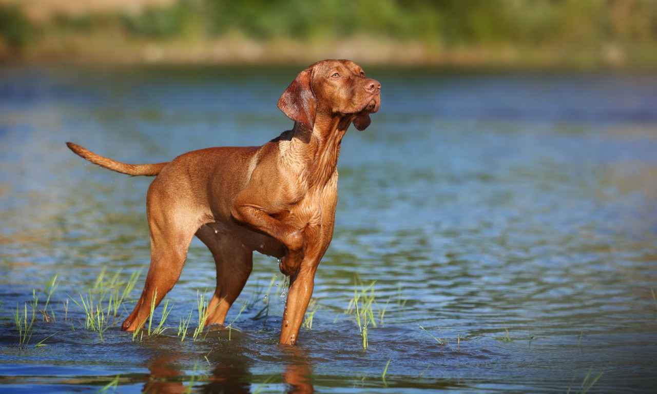 ŠTENE UŠLO U JEZERO, IZAŠLO I PALO MRTVO I to nije prvi slučaj! Serija misterioznih smrti na popularnoj destinaciji