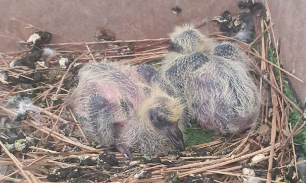 NA TERASI U BEOGRADU IZLEGLE SE DVE BEBE GOLUBIĆA! Deca im dala imena po našim košarkašima – Jokara i Bogi!