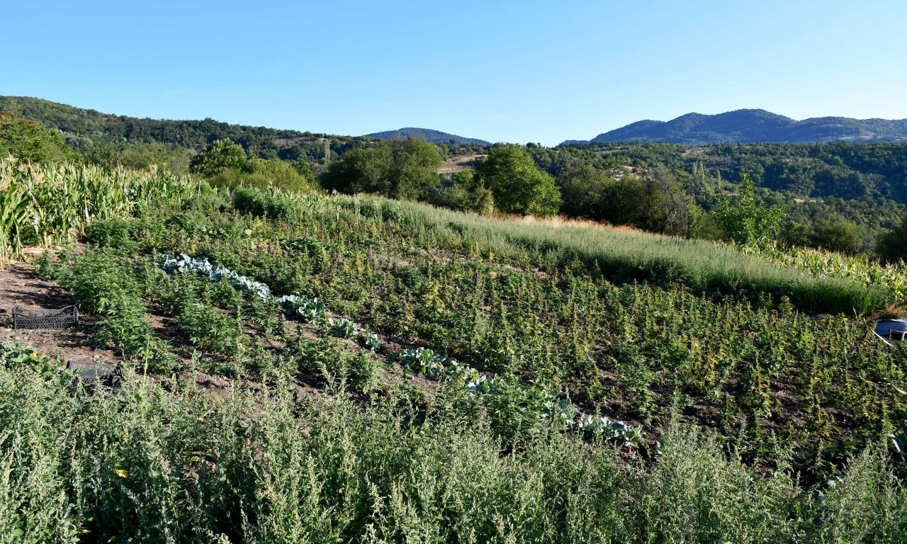 OTKRIVENA PLANTAŽA MARIHUANE KOD VRANJA Zaplenjeno 910 biljaka, mašine, ali i oružje (FOTO)