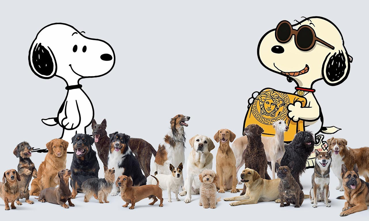 KOJE RASE JE SNUPI? Danas je Svetski dan pasa i slavimo najvernijeg prijatelja čoveka!