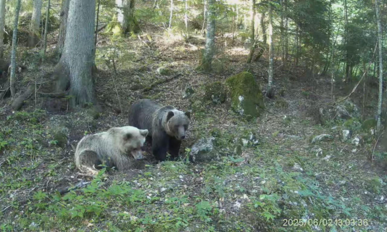 VEOMA OPASNA MEČKA VIĐENA KOD PERUĆCA Iz NP Tara upozoravaju: "Budite oprezni"