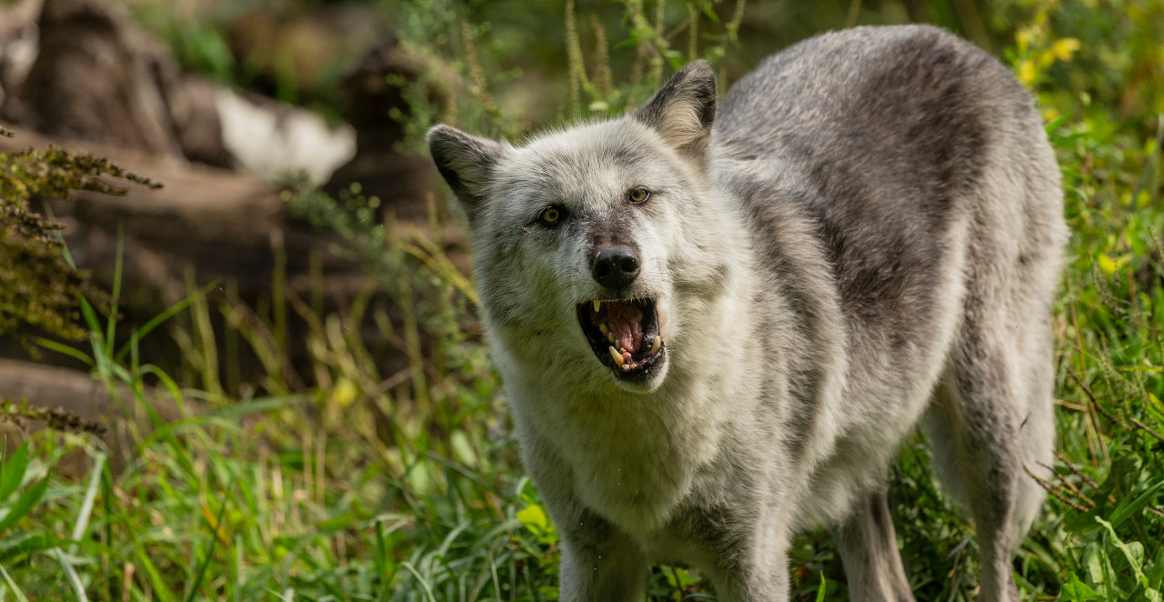 VUK NAPAO PETOGODIŠNJE DETE U SELU KOD ŠTRPCA Meštani traže hitne mere zaštite od divljih životinja!