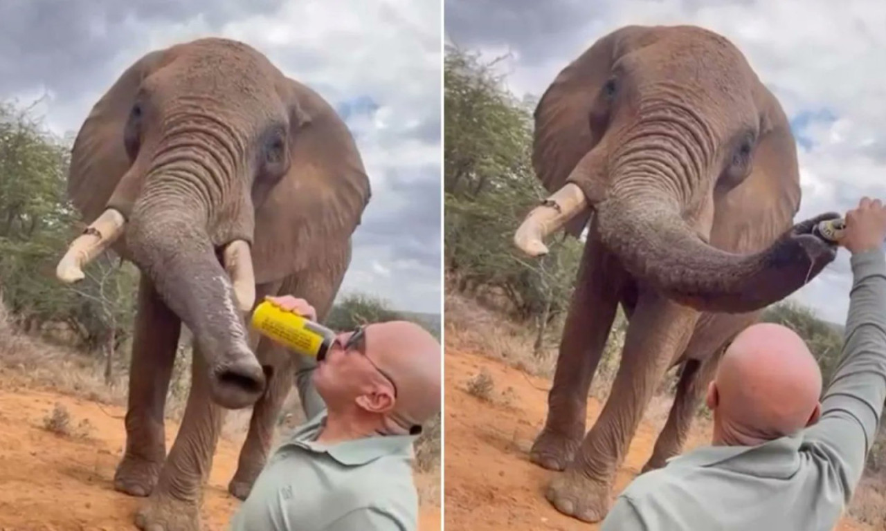 NAZDRAVIO SA SLONOM Turistički skandal potresao Keniju, pogledajte šta je čovek uradio sa pivom (FOTO)