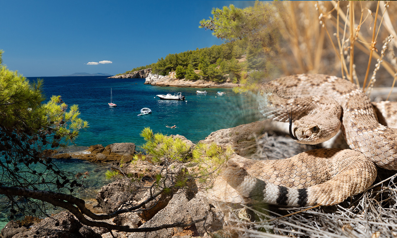 DEVOJČICU (5) UJEO POSKOK NA PLAŽI U HRVATSKOJ Jedva je spasili bez amputacije! Majka šokirana kako je dete izgledalo