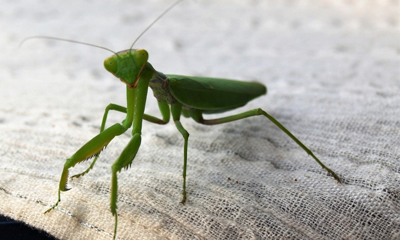 DA LI VAM JE BOGOMOLJKA UŠLA U KUĆU ILI VAM JE SLETELA NA GLAVU? Evo šta to znači, iznenadićete se!