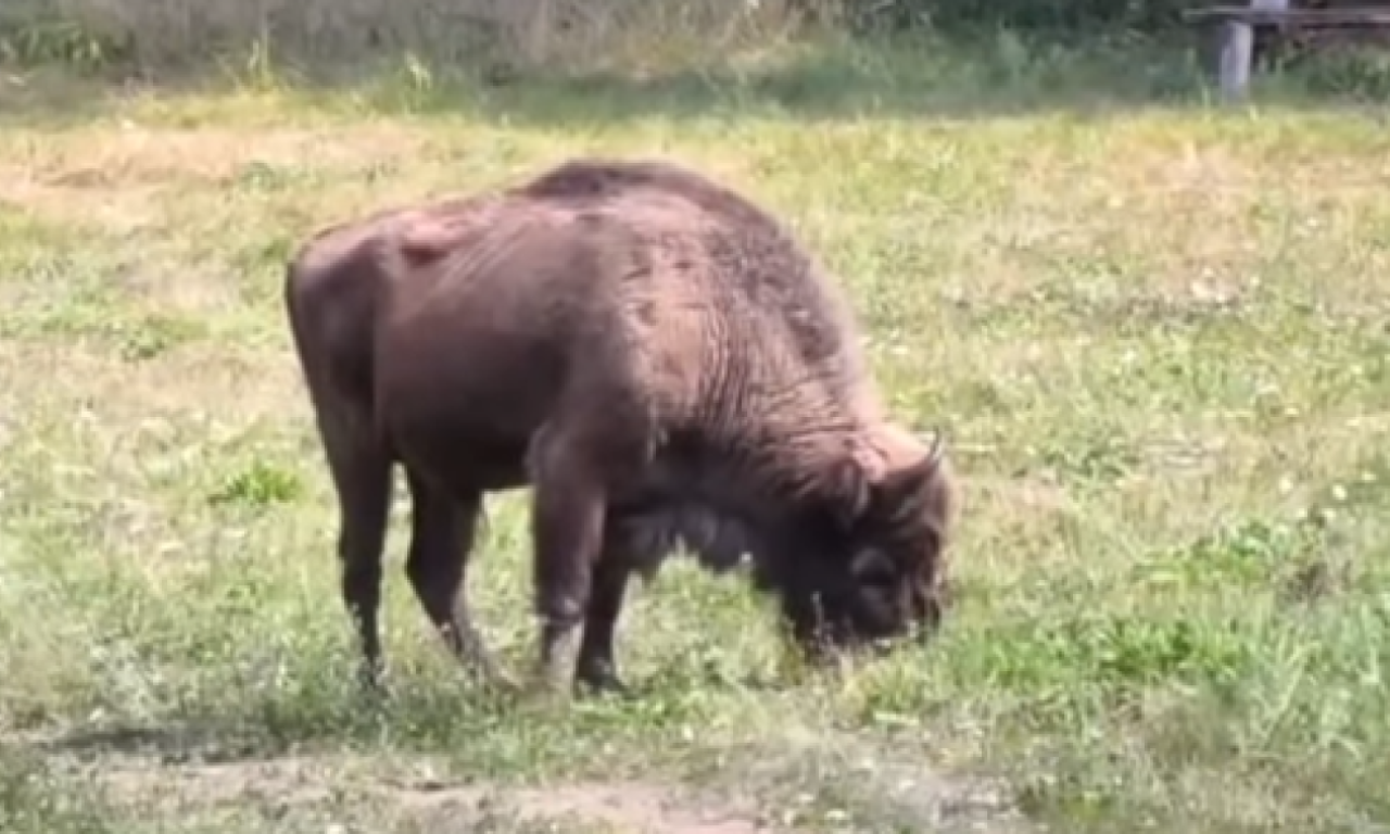 POBEGAO BIZON IZ REZERVATA NA FRUŠKOJ GORI Radnici pokušavaju da ga uhvate (VIDEO)