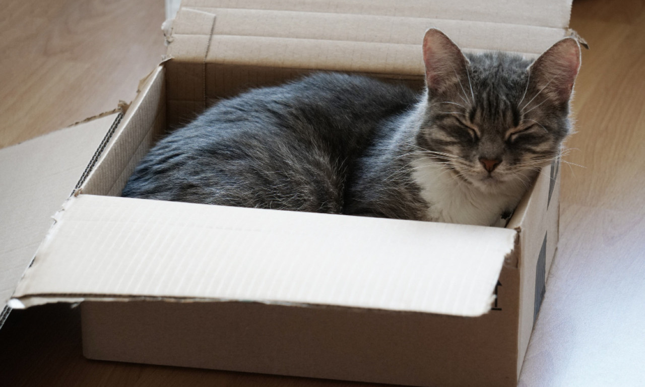 ŽENA SLUČAJNO POSLALA MAČKU POŠTOM! Čuo se zvuk iz zapečaćenog paketa, policija odmah reagovala