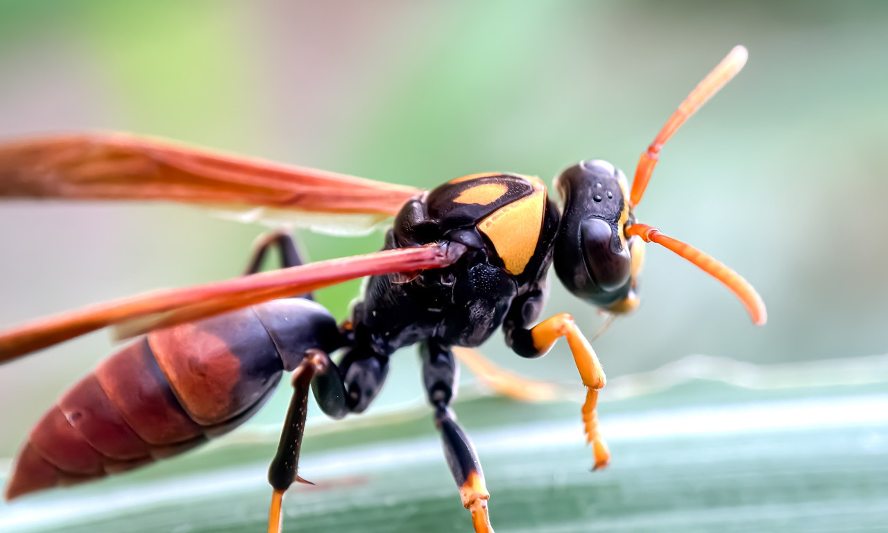 PROVERITE TAVANE! Moguće je da kriju legla stršljenova (VIDEO)