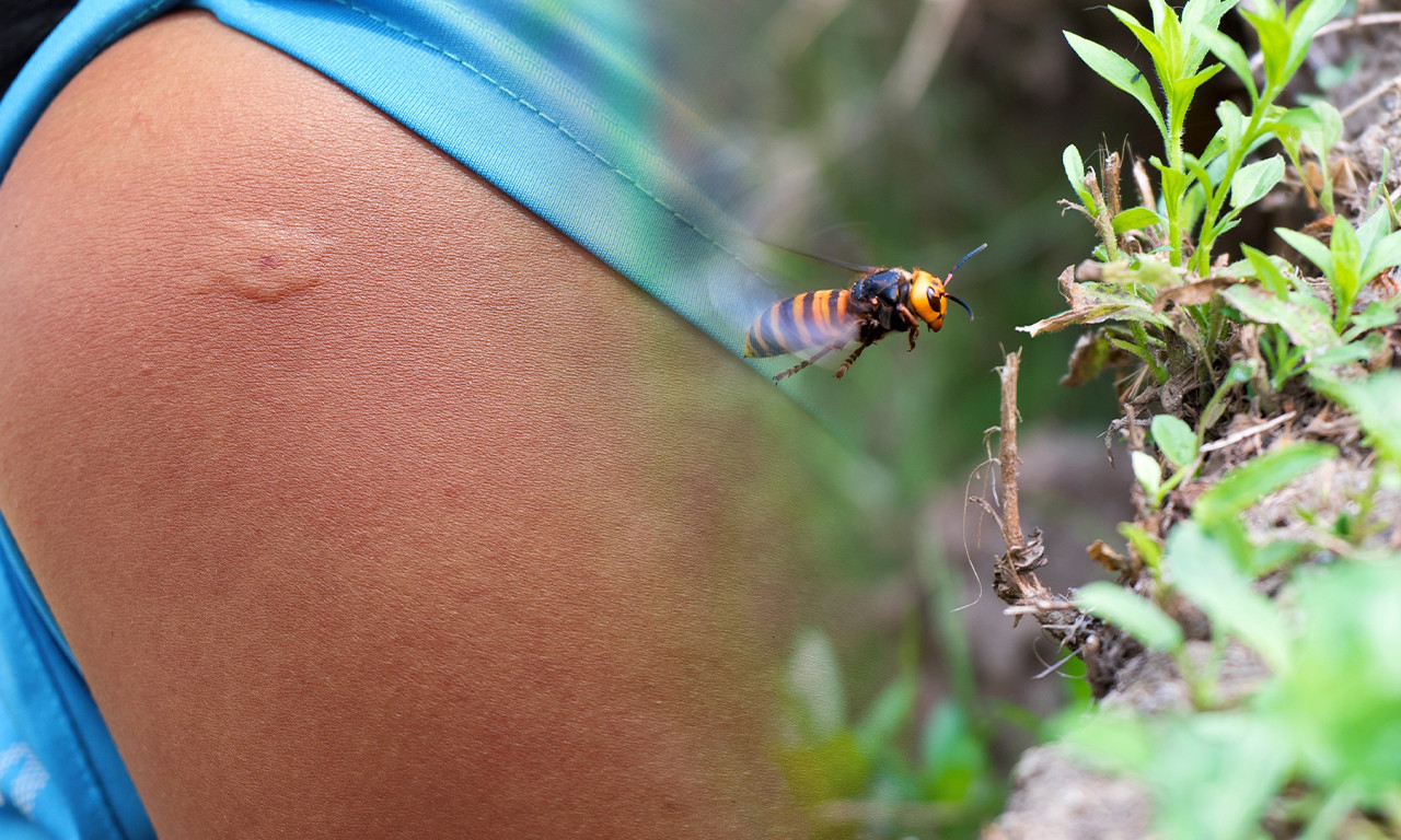 UMRLA ŽENA POSLE UJEDA STRŠLJENA! Velika tragedija i tuga kod Vrnjačke Banje