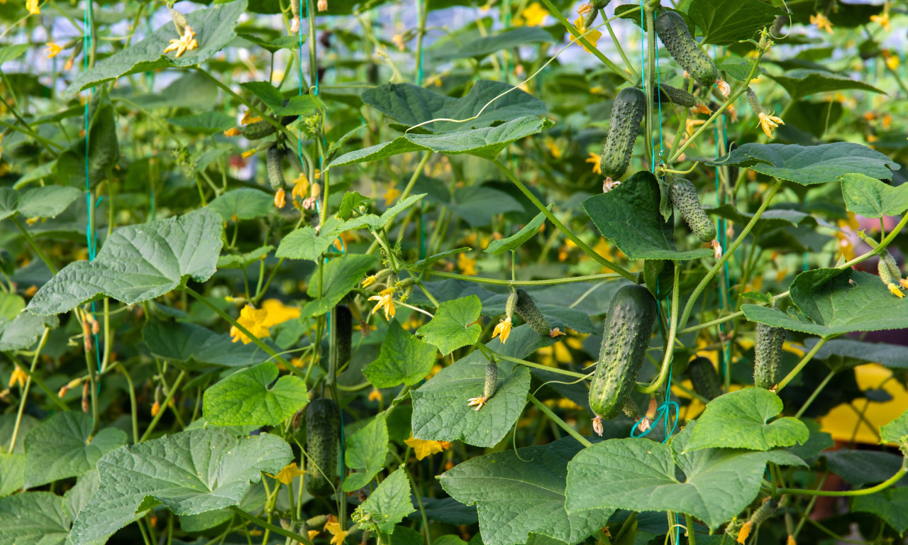 OTKRIVAMO DA LI JE UZGOJ KORNIŠONA ODLIČAN BIZNIS Evo šta kaže dama koja se tim poslom bavi već 3 godine