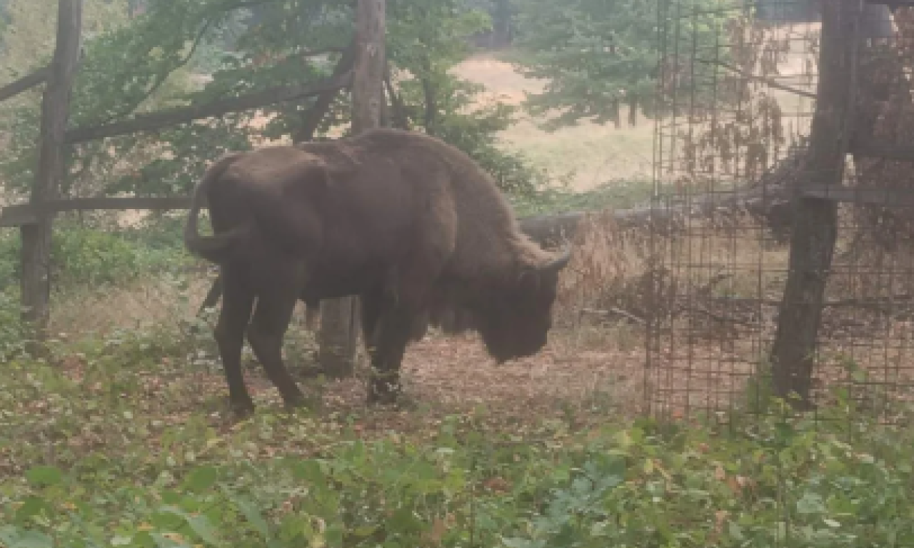 KRAJ POTRAGE NA FRUŠKOJ GORI Pronađena životinja za kojom se danima tragalo, evo i gde (FOTO)