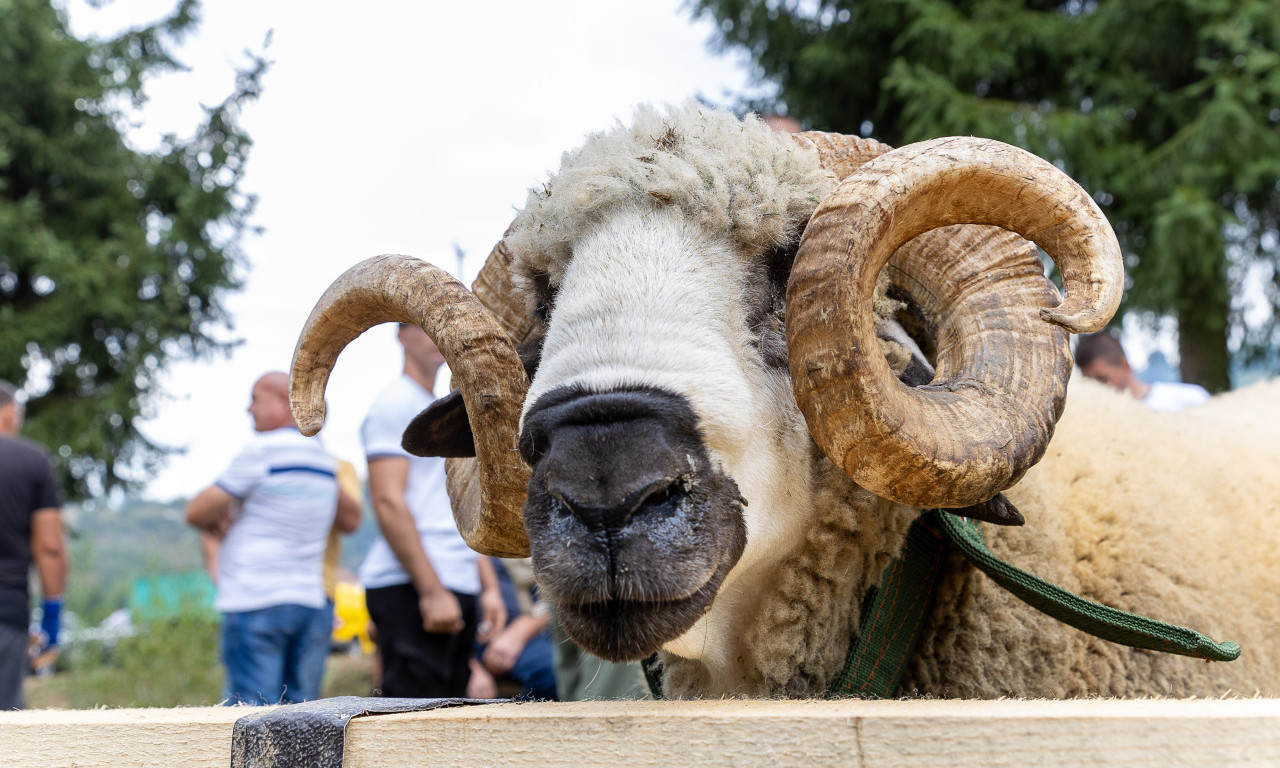 NADOMAK VALJEVA UPRILIČENA IZLOŽBA OVACA Održan i festival jagnjećeg pečenja (FOTO)