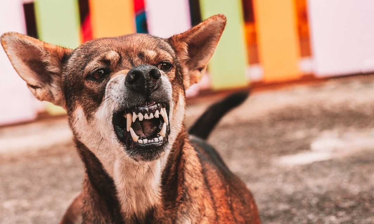HOROR U ERGELI LJUBIČEVO Psi napali druge životinje i zaposlene, ovo su detalji stravičnog događaja