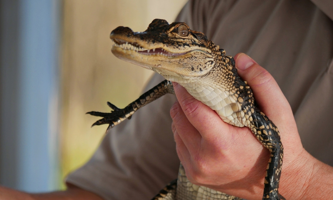 SA ALIGATOROM "TERAPEUTOM" U PRODAVNICU DOLAZIO TRI GODINE Zabrana ulaska u radnju usledila tek posle ovog obrta