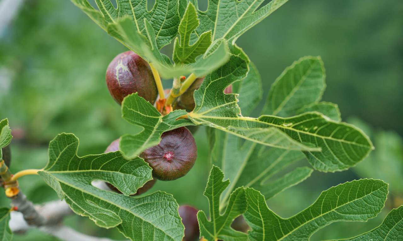 NAPRAVITE SOK OD LISTA RAJSKOG VOĆA Zdravlje u čaši koje osvežava i jača imunitet